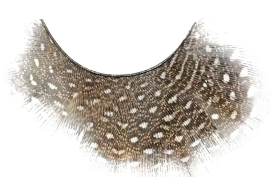 Kalentin Pestañas En Banda Fantasía New Orleans